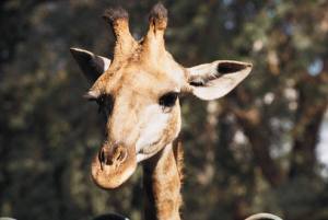 Would love to write but my pet giraffe needs walking